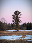 29th Jan 2020 - Morning tree