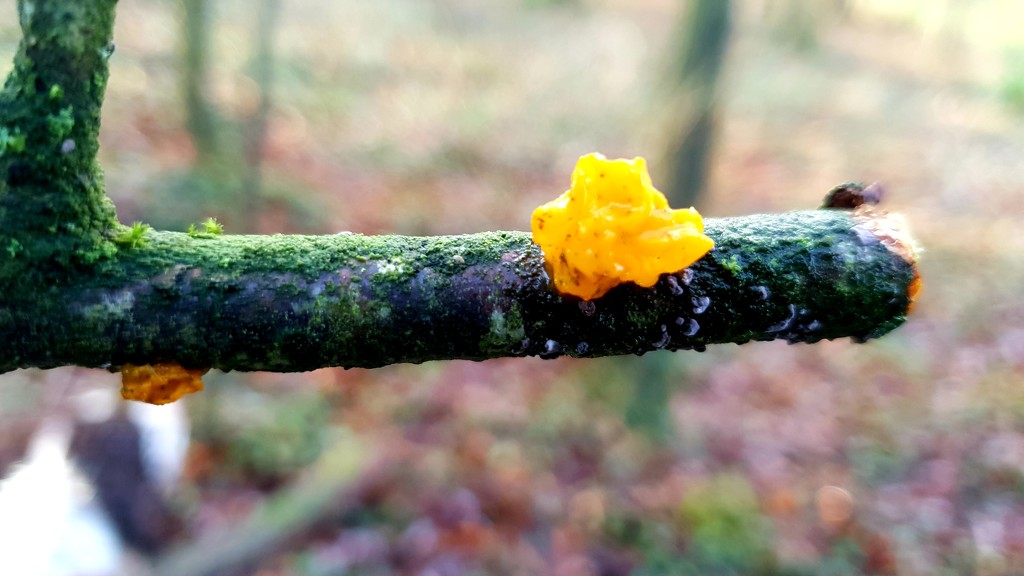 Jelly fungus... by julienne1