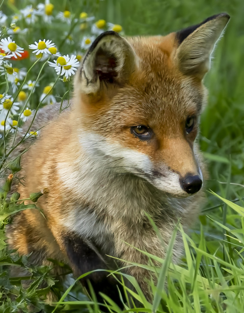 Fox Cub  by shepherdmanswife