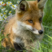 Fox Cub  by shepherdmanswife