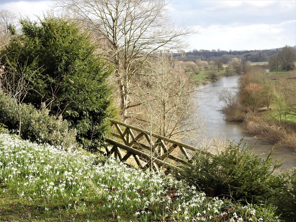 Snowdrops and the River Wye by susiemc
