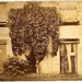Trowbridge Torso Tree by ajisaac