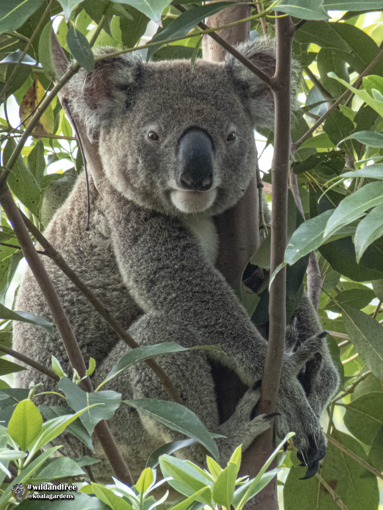 Huge Hugo by koalagardens