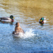 Splashing around! by bigmxx