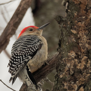 30th Jan 2020 - red-bellied woodpecker