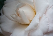 30th Jan 2020 - LHG__9812-camellia close up