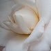 LHG__9812-camellia close up by rontu