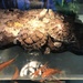 The class aquarium by pandorasecho