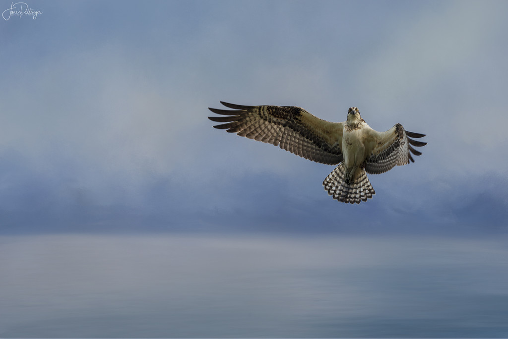 Osprey for Textures by jgpittenger