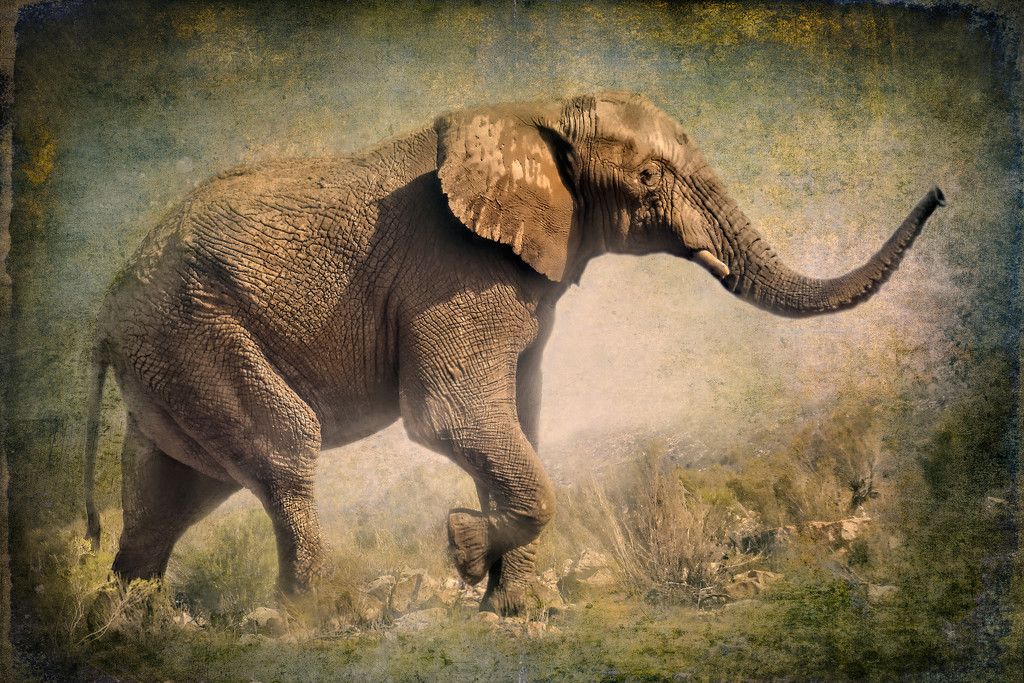 Elephant by ludwigsdiana