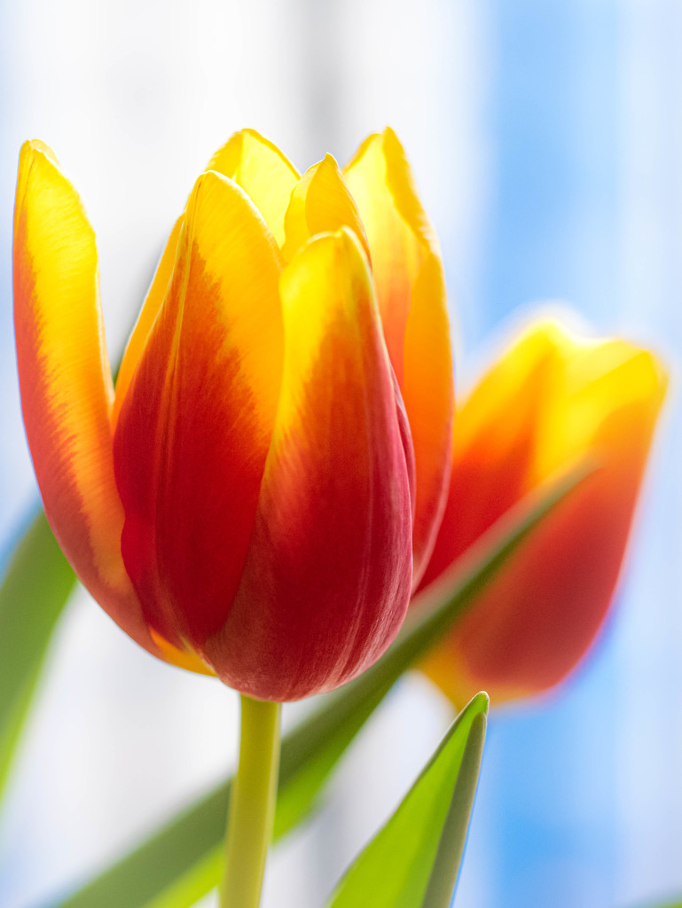 A tulip by haskar