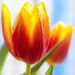 A tulip by haskar