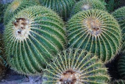 31st Jan 2020 - Barrel cactus