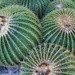 Barrel cactus by blueberry1222