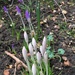 First crocuses  by 365anne
