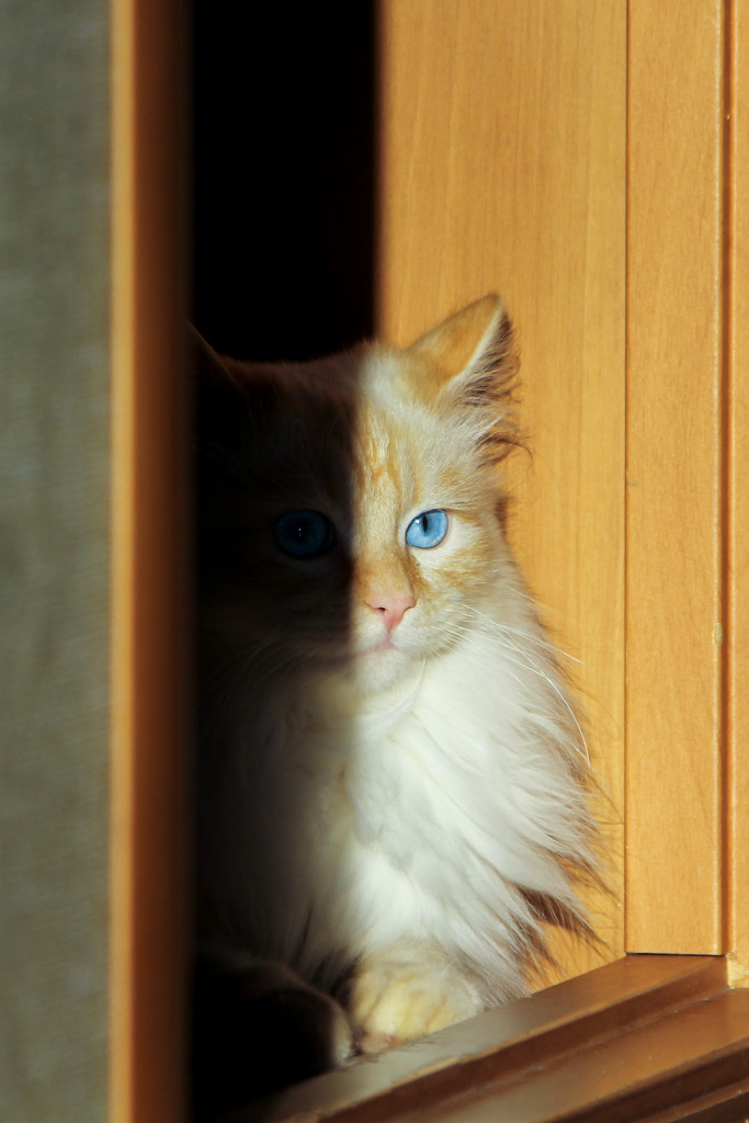 Солнечный кот by natalytry
