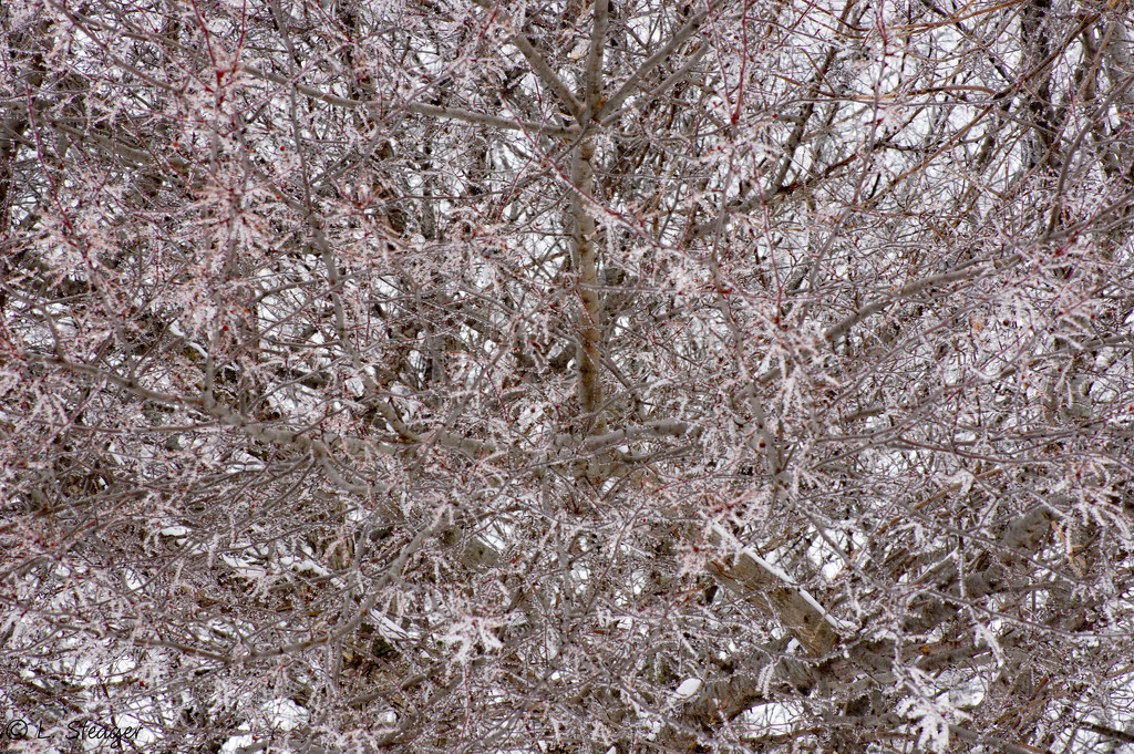 Fog frozen to the tree by larrysphotos