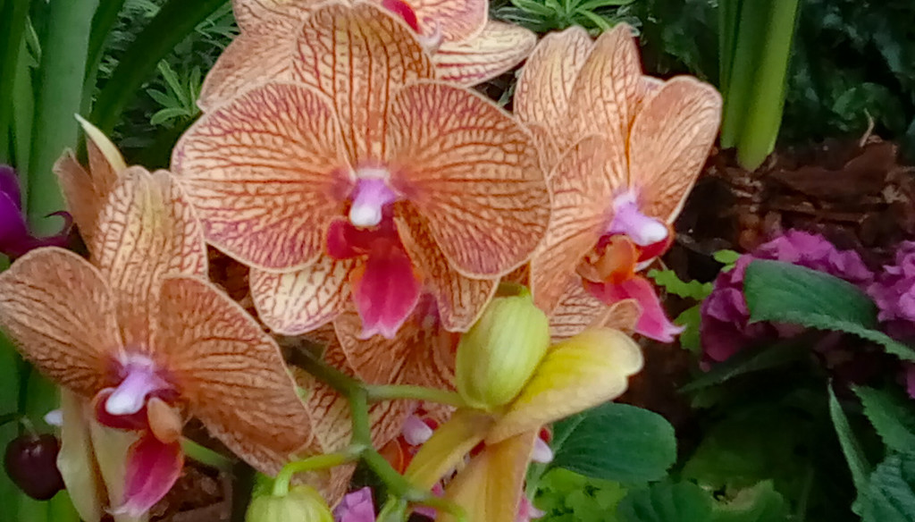 orchid 9 by larrysphotos