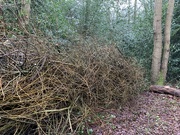 30th Jan 2020 - Dead hedge