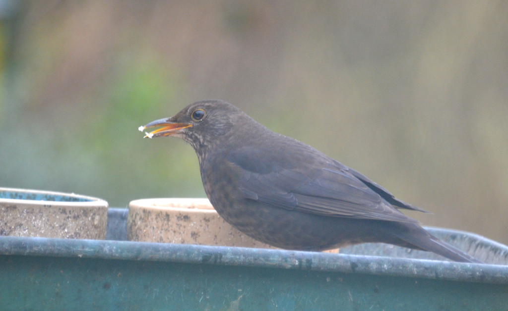Female Blackbird by arkensiel