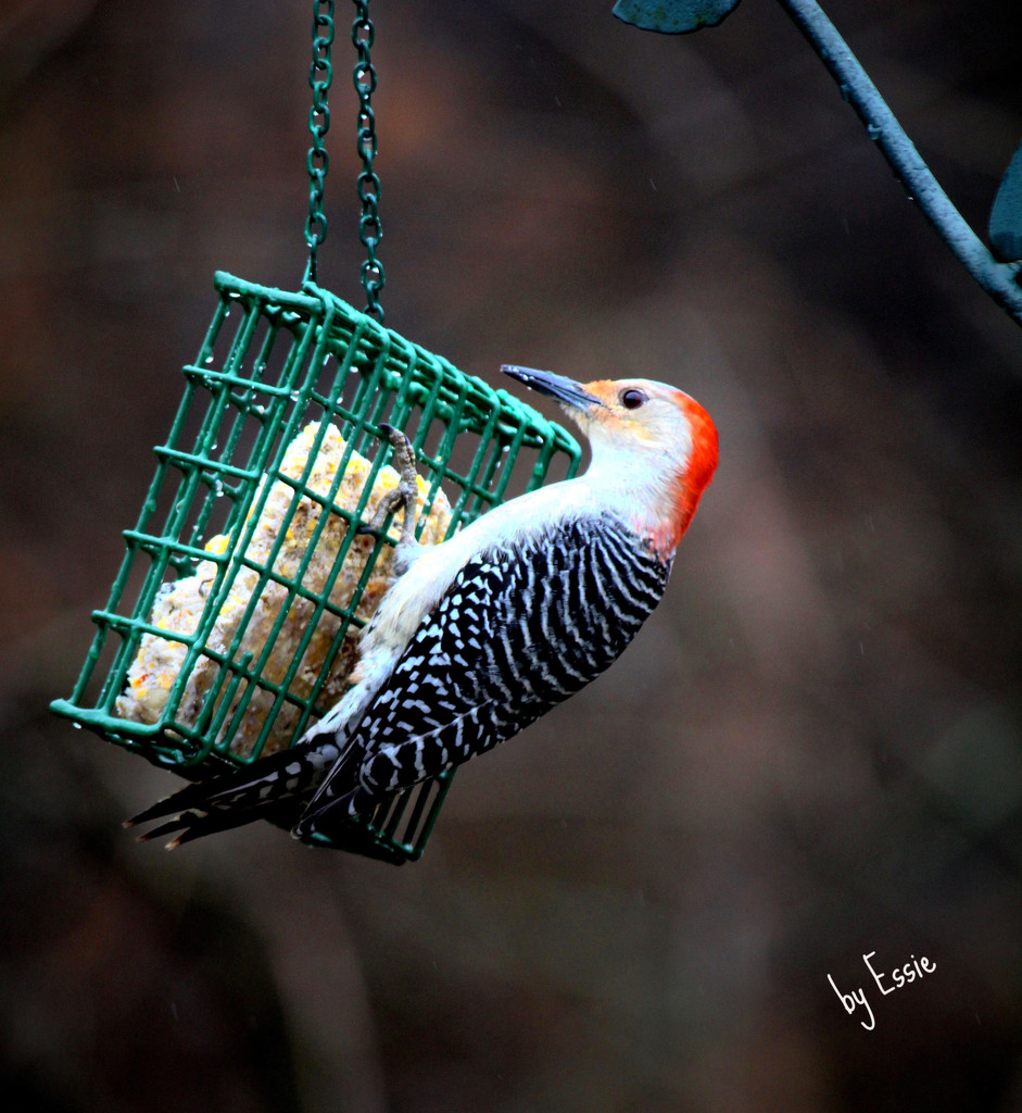 Woodpecker by essiesue