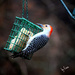Woodpecker by essiesue