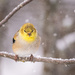 Goldfinch on a Snowy Day by mgmurray