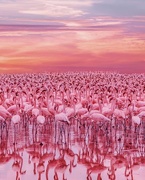31st Jan 2020 - Happy Flamingo Friday!