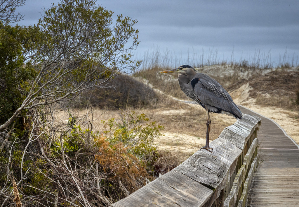 Boardwalk Blue Heron by kvphoto