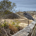 Boardwalk Blue Heron by kvphoto