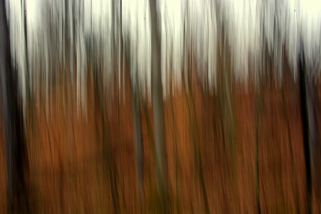 Walk in the woods (ICM) by jayberg