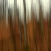 Walk in the woods (ICM) by jayberg