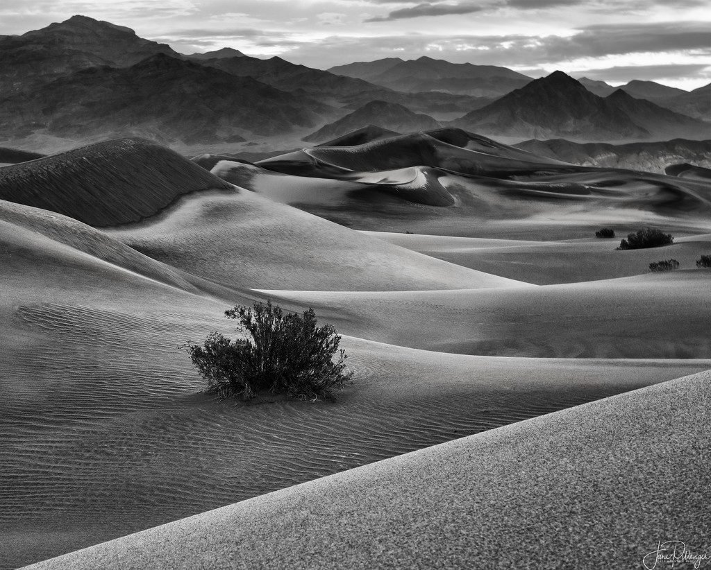 Lines and Curves In the Dunes B and W by jgpittenger