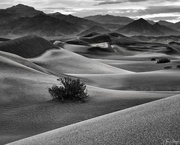 31st Jan 2020 - Lines and Curves In the Dunes B and W