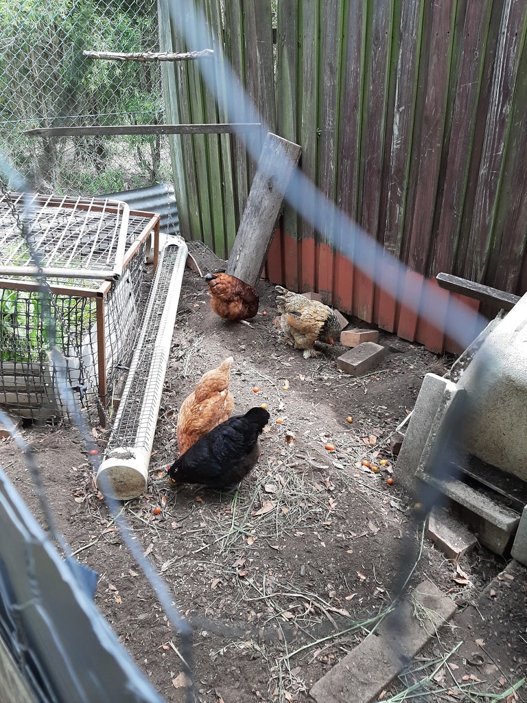 Chickens by mozette