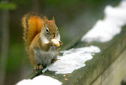 30th Jan 2020 - Squirrel 