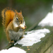 Squirrel  by novab
