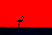 31st Jan 2020 - flamingo