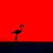 flamingo by summerfield