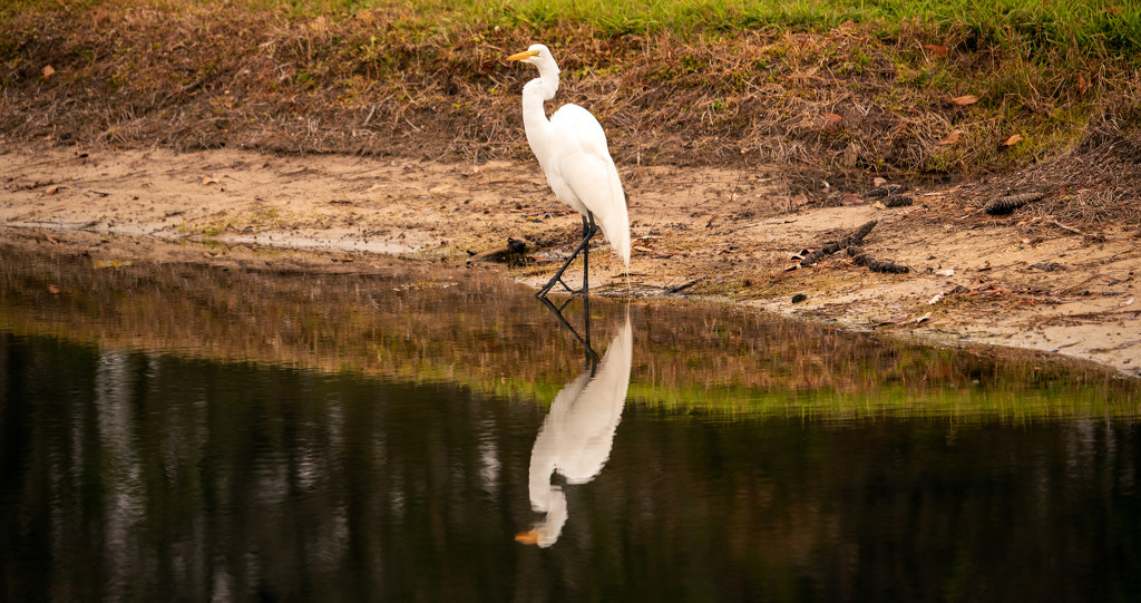 Egret Reflection! by rickster549