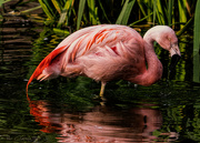 31st Jan 2020 - Flamingo Friday '20 05