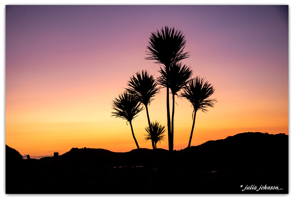 Cabbage Tree in Sunset...  #2 by julzmaioro