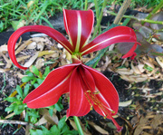 1st Feb 2020 - In All Its Glory - Jacobean Lily