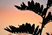 1st Feb 2020 - A setting sun and Kaka Beak leaves