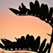 A setting sun and Kaka Beak leaves by sandradavies