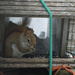 These Guys Drive Me Squirrely Filler by farmreporter