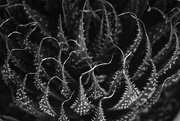1st Feb 2020 - Aloe aristata (lace aloe)