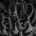 Aloe aristata (lace aloe) by rumpelstiltskin