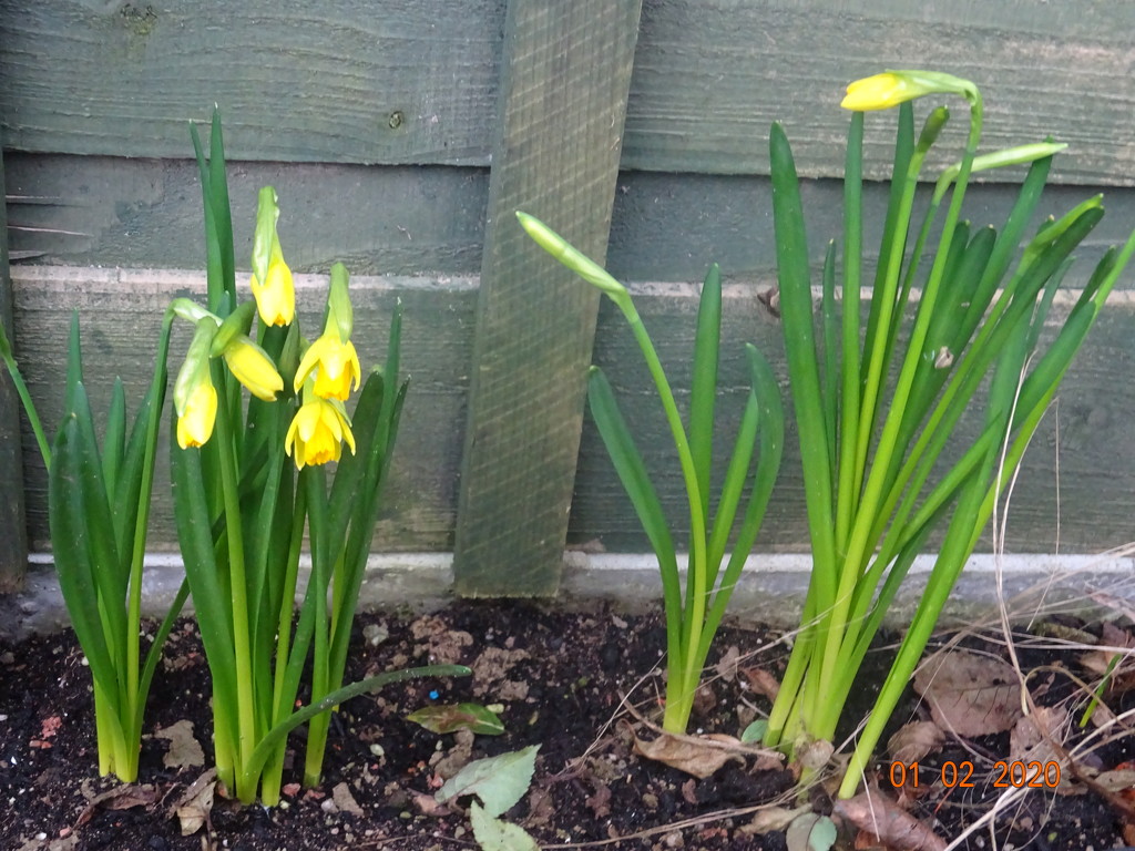 Daffodils by arthurclark