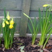 Daffodils by arthurclark